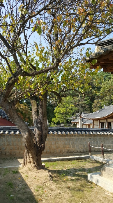 400-year-old-plum-tree